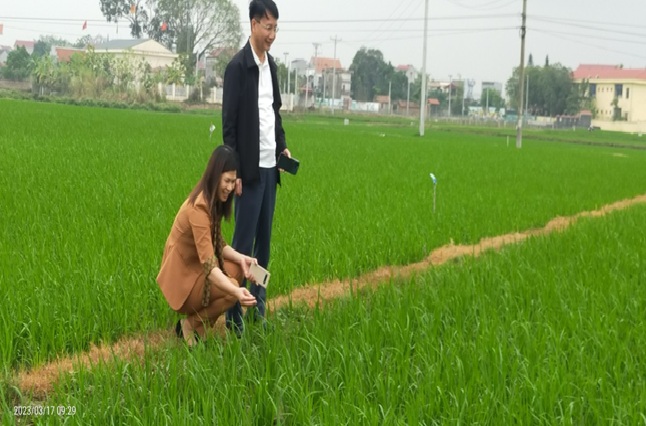 Việt Yên: Hỗ trợ nông dân gieo cấy giống lúa J02